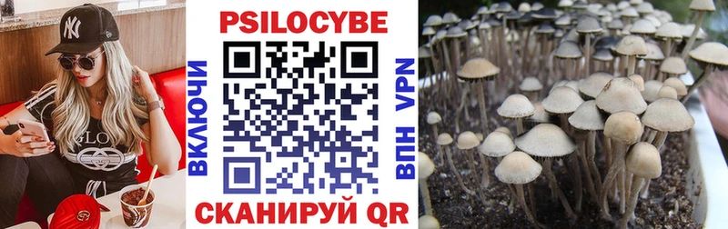 Галлюциногенные грибы Psilocybe  где продают   Хасавюрт 